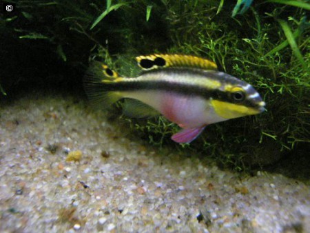 kribensis